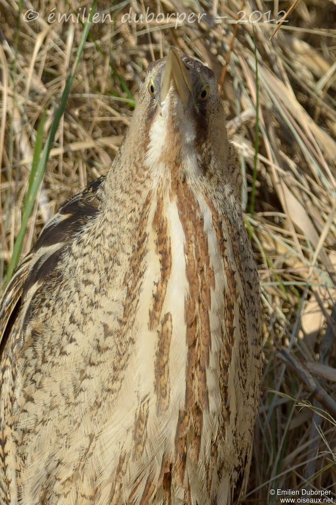 Butor étoilé, identification