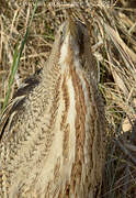 Eurasian Bittern