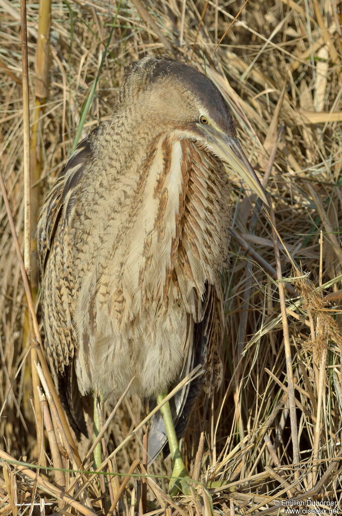 Butor étoilé, identification