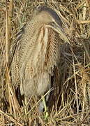 Eurasian Bittern