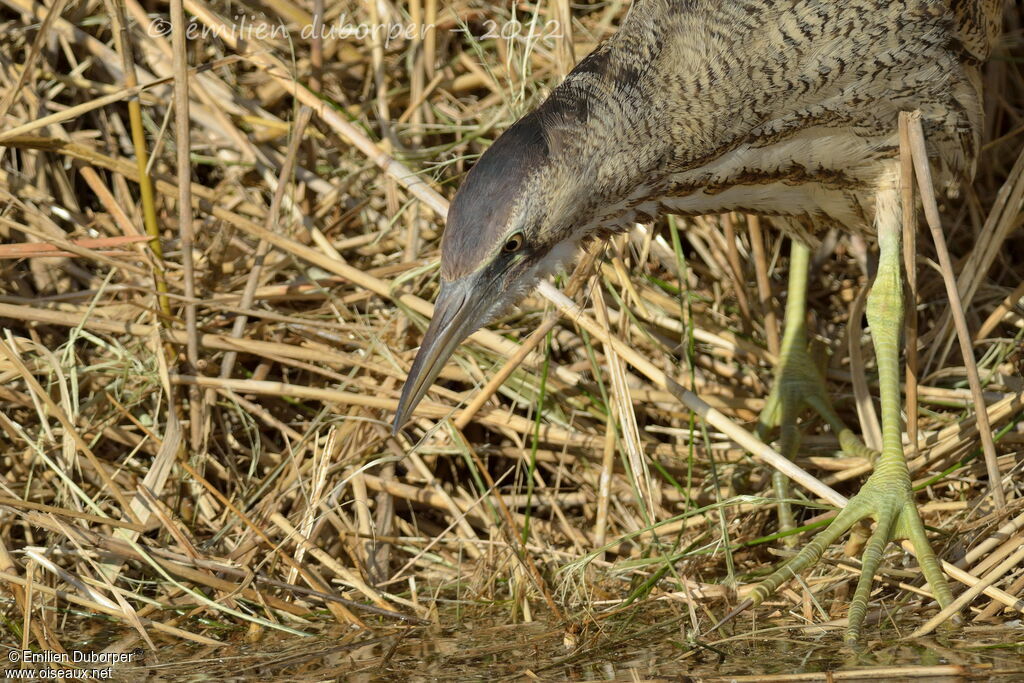 Eurasian Bittern