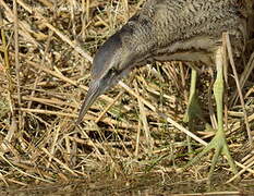 Eurasian Bittern