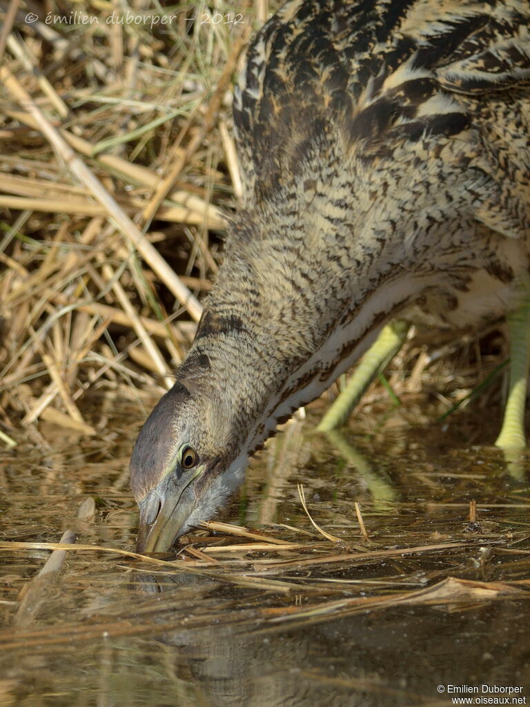 Eurasian Bittern