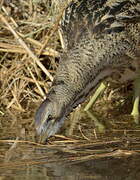 Eurasian Bittern