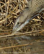 Eurasian Bittern