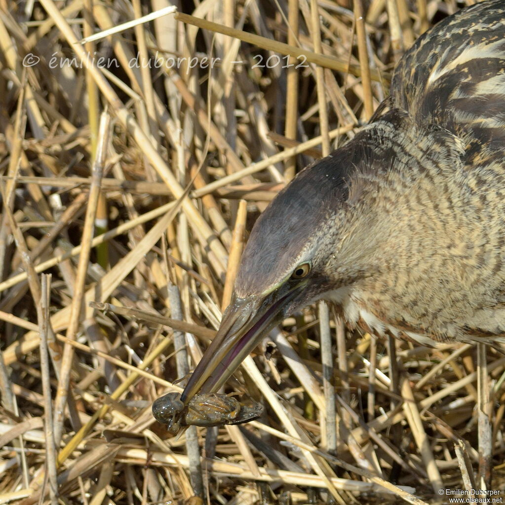 Eurasian Bittern, feeding habits, Behaviour