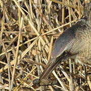 Eurasian Bittern