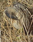 Eurasian Bittern