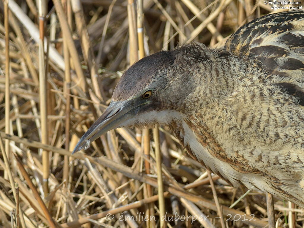 Eurasian Bittern, identification