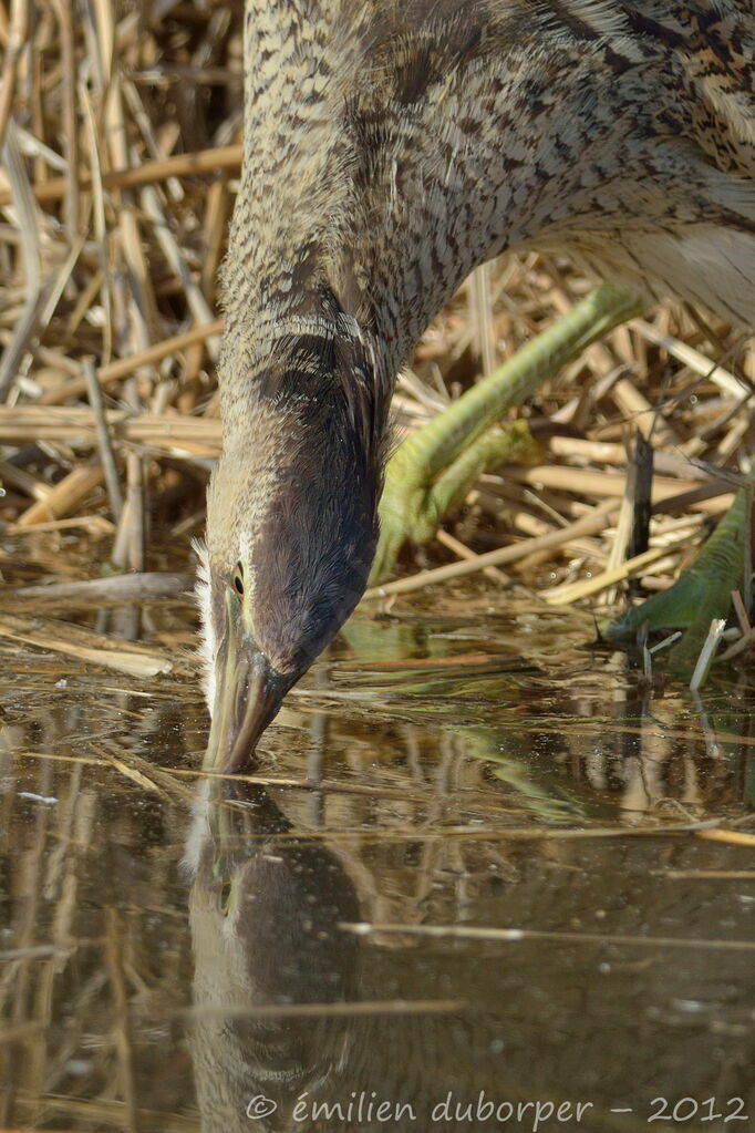 Eurasian Bittern, Behaviour