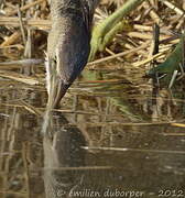 Eurasian Bittern