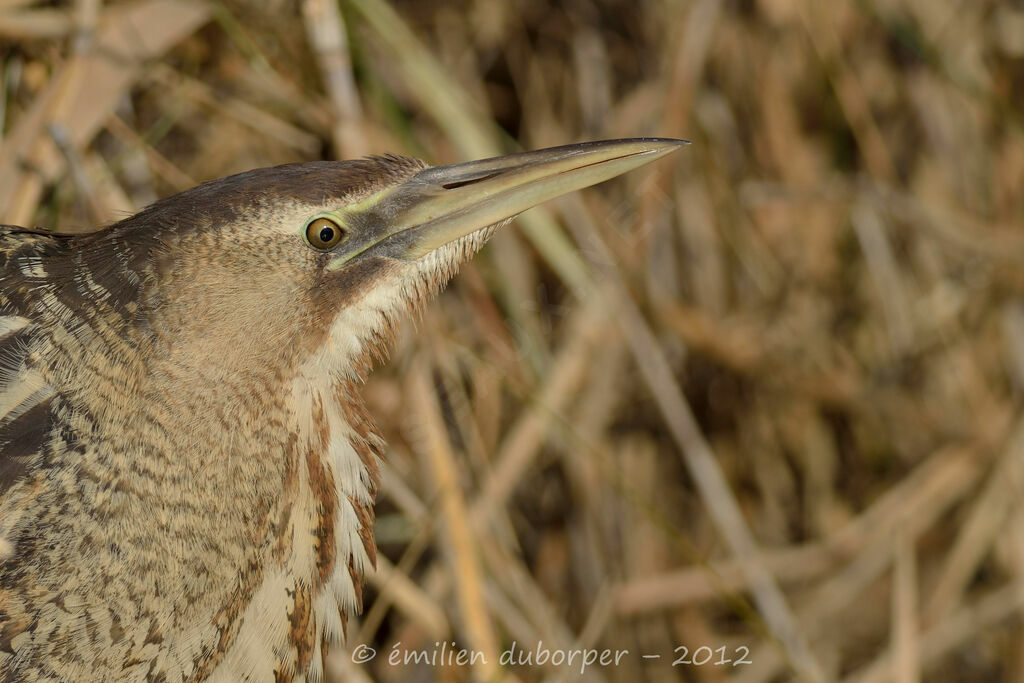 Butor étoilé, identification
