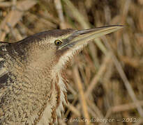 Eurasian Bittern