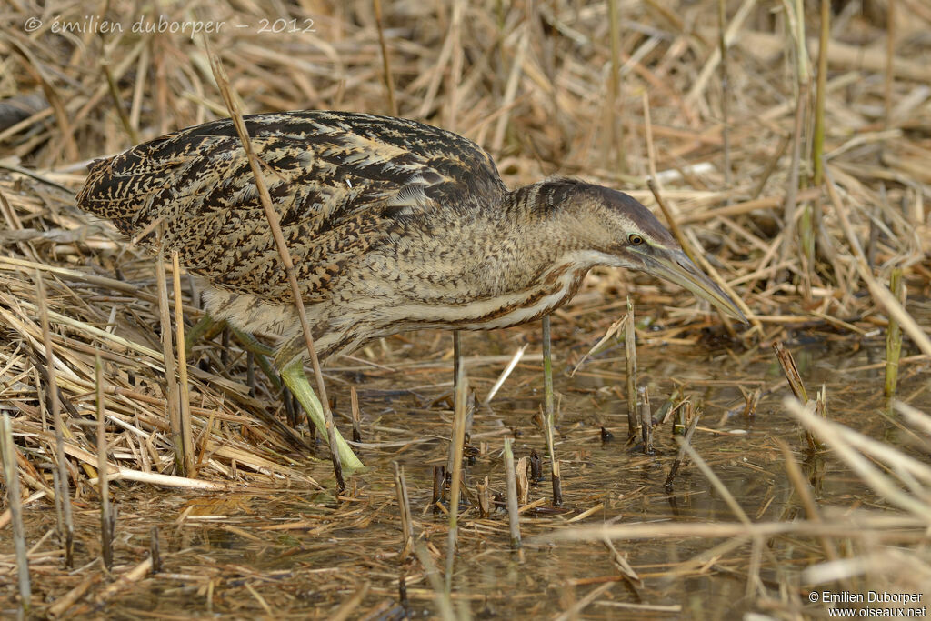 Eurasian Bittern, Behaviour