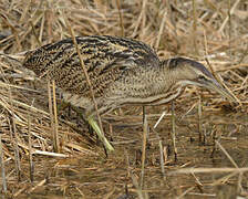 Eurasian Bittern