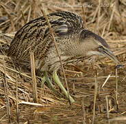 Eurasian Bittern