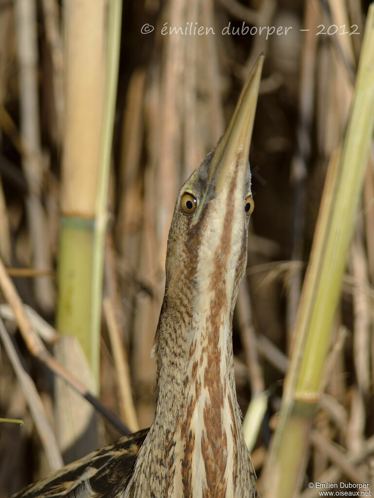 Eurasian Bittern, Behaviour