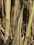 Eurasian Bittern