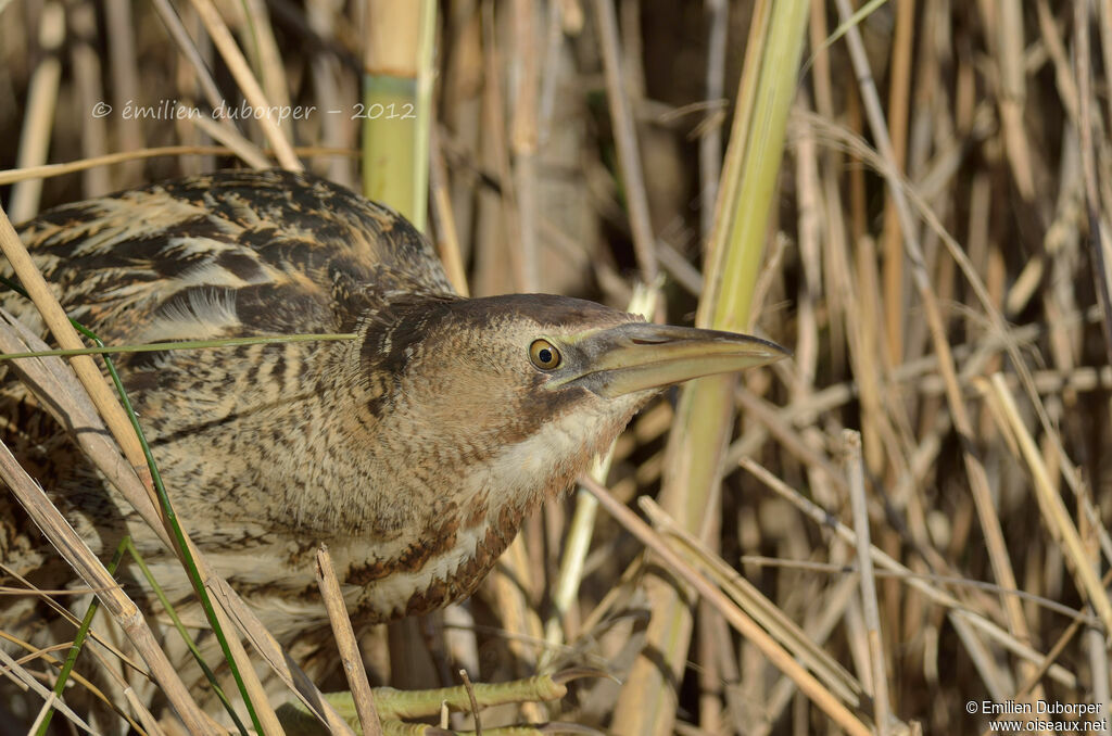 Butor étoilé, identification, Comportement