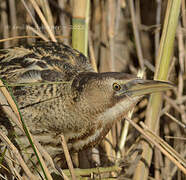 Eurasian Bittern