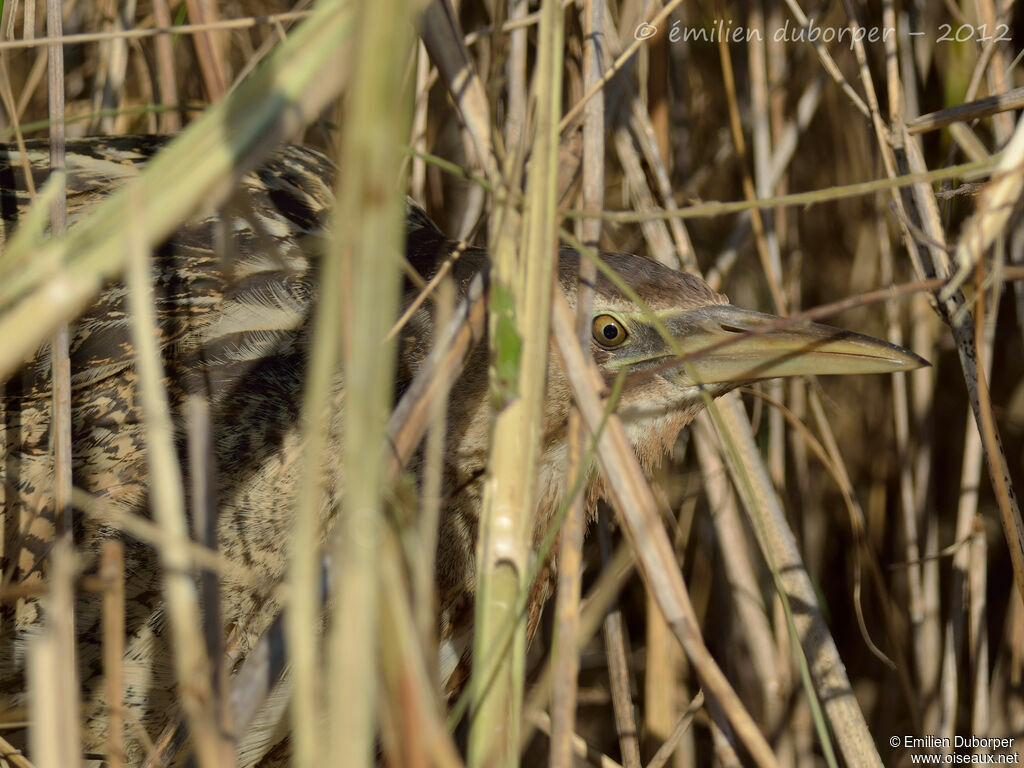 Eurasian Bittern, Behaviour