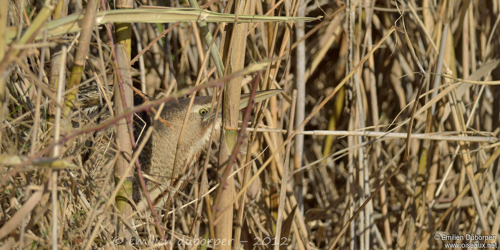 Eurasian Bittern, Behaviour