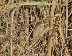 Eurasian Bittern