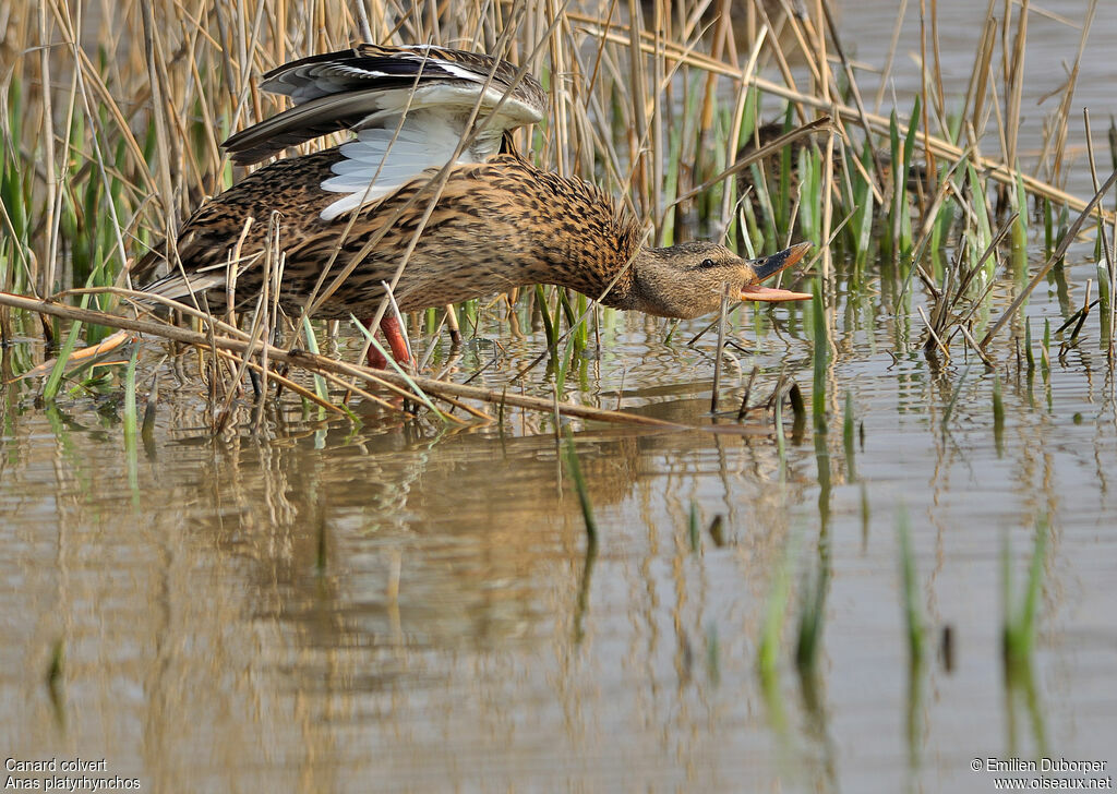 Canard colvert femelle, Comportement