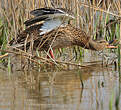 Canard colvert