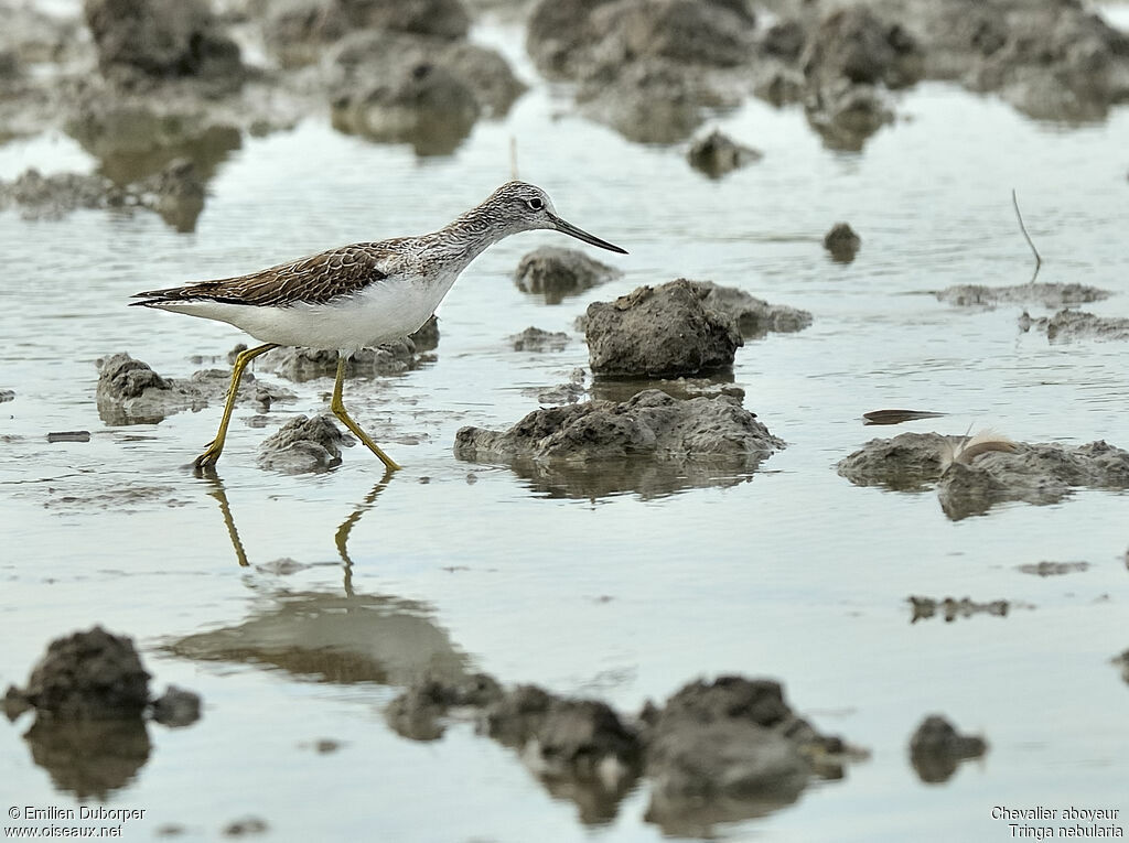 Common Greenshank