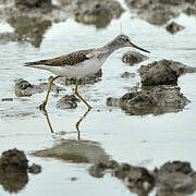 Common Greenshank