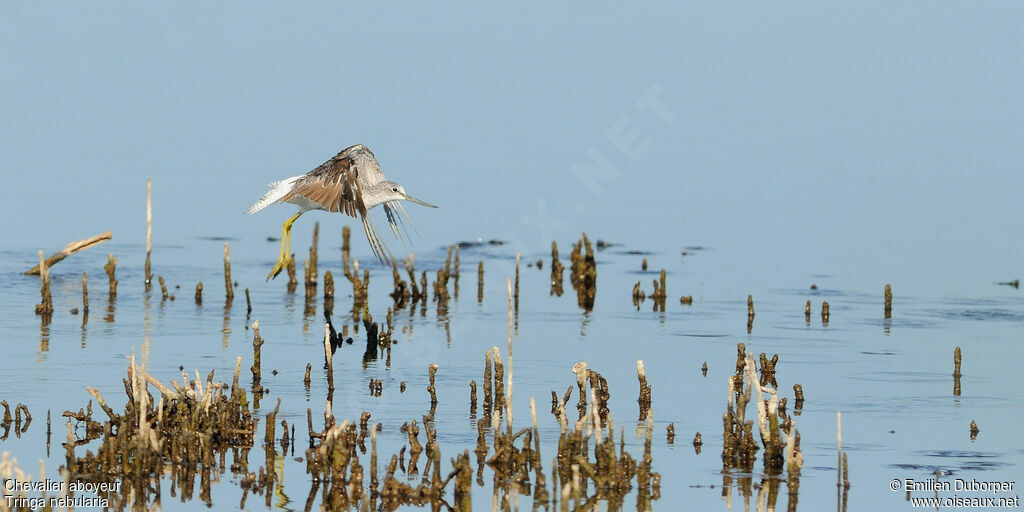 Common Greenshank, Flight