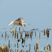 Common Greenshank