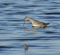 Spotted Redshank