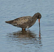 Spotted Redshank