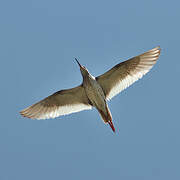 Common Redshank