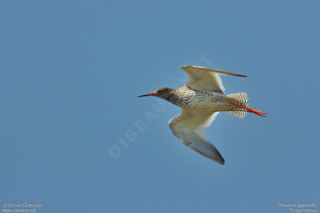 Common Redshank, Flight