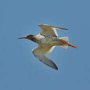 Common Redshank