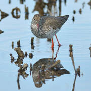 Common Redshank