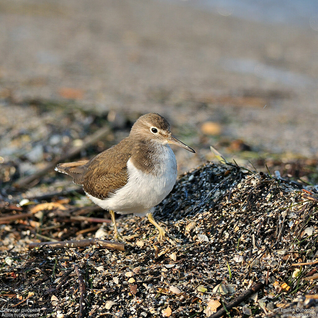 Common Sandpiper