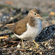 Common Sandpiper