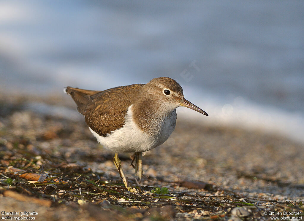 Common Sandpiper