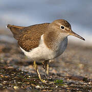 Common Sandpiper