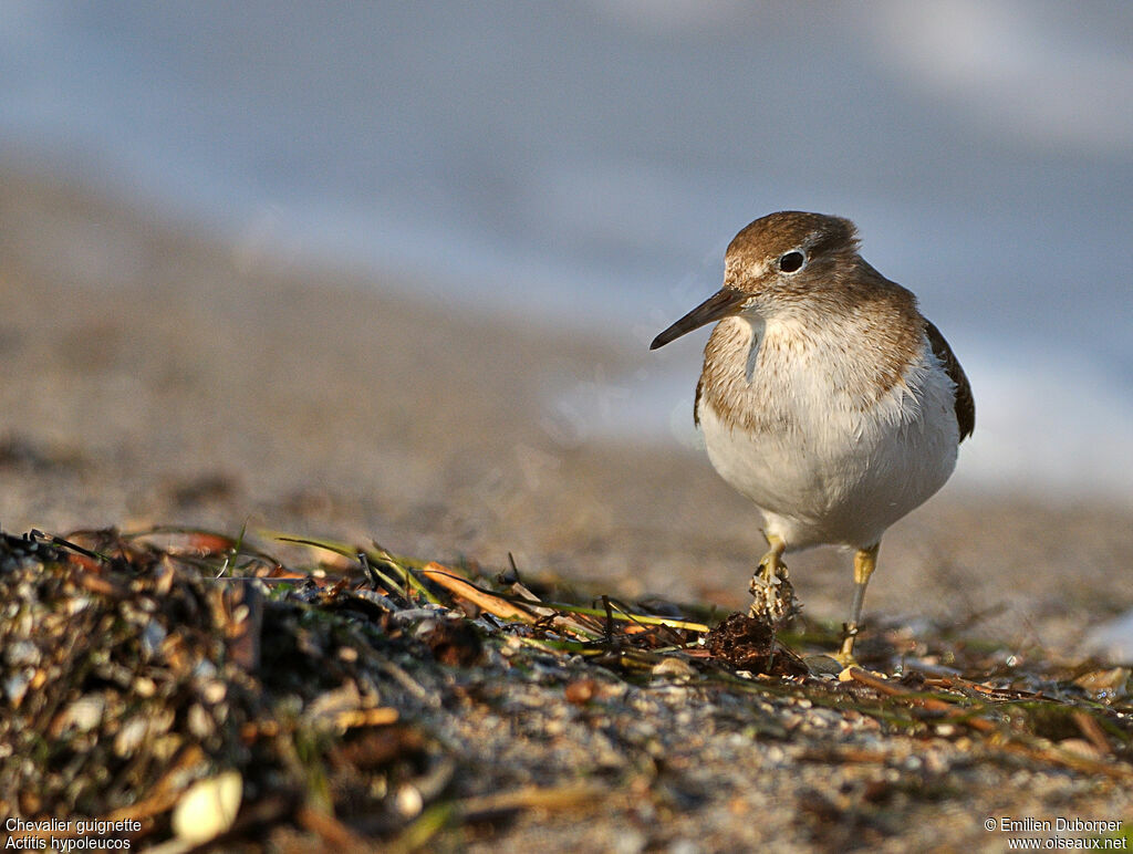 Common Sandpiper