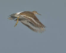 Common Sandpiper