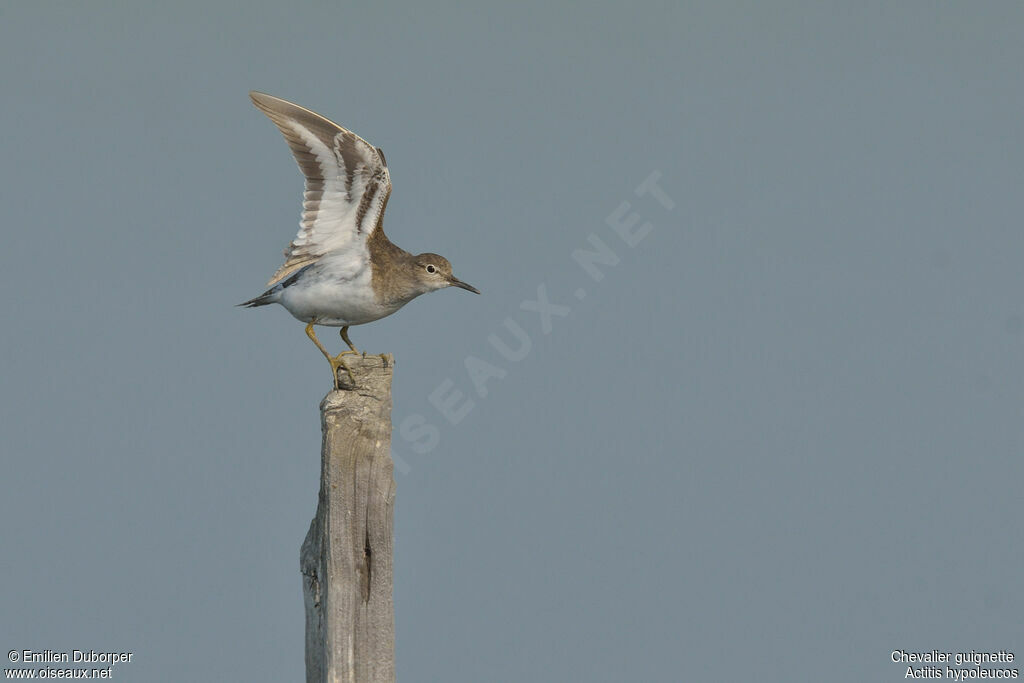 Common Sandpiperadult, Behaviour