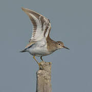 Common Sandpiper