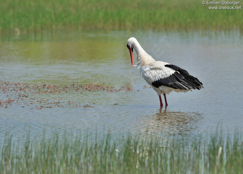 White Stork, Behaviour