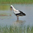 Cigogne blanche