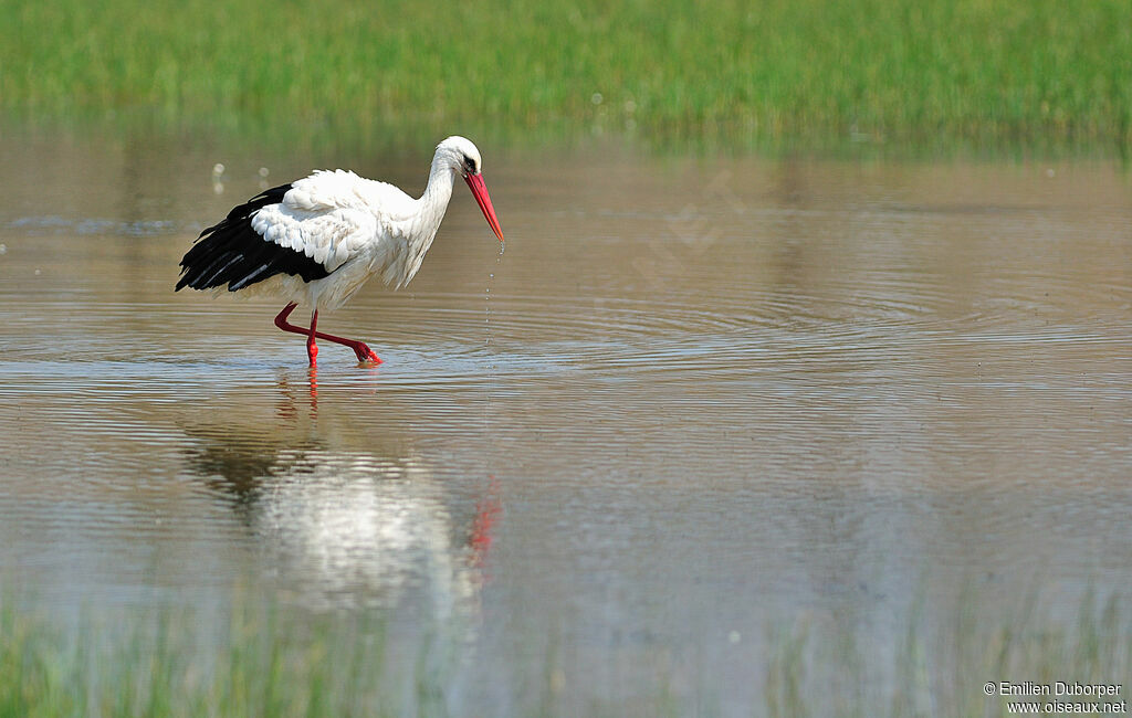 White Stork